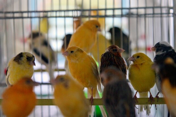 رهایی ۲۸۰ پرنده کمیاب زینتی از دست قاچاقچیان رهایی ۲۸۰ پرنده کمیاب زینتی از دست قاچاقچیان