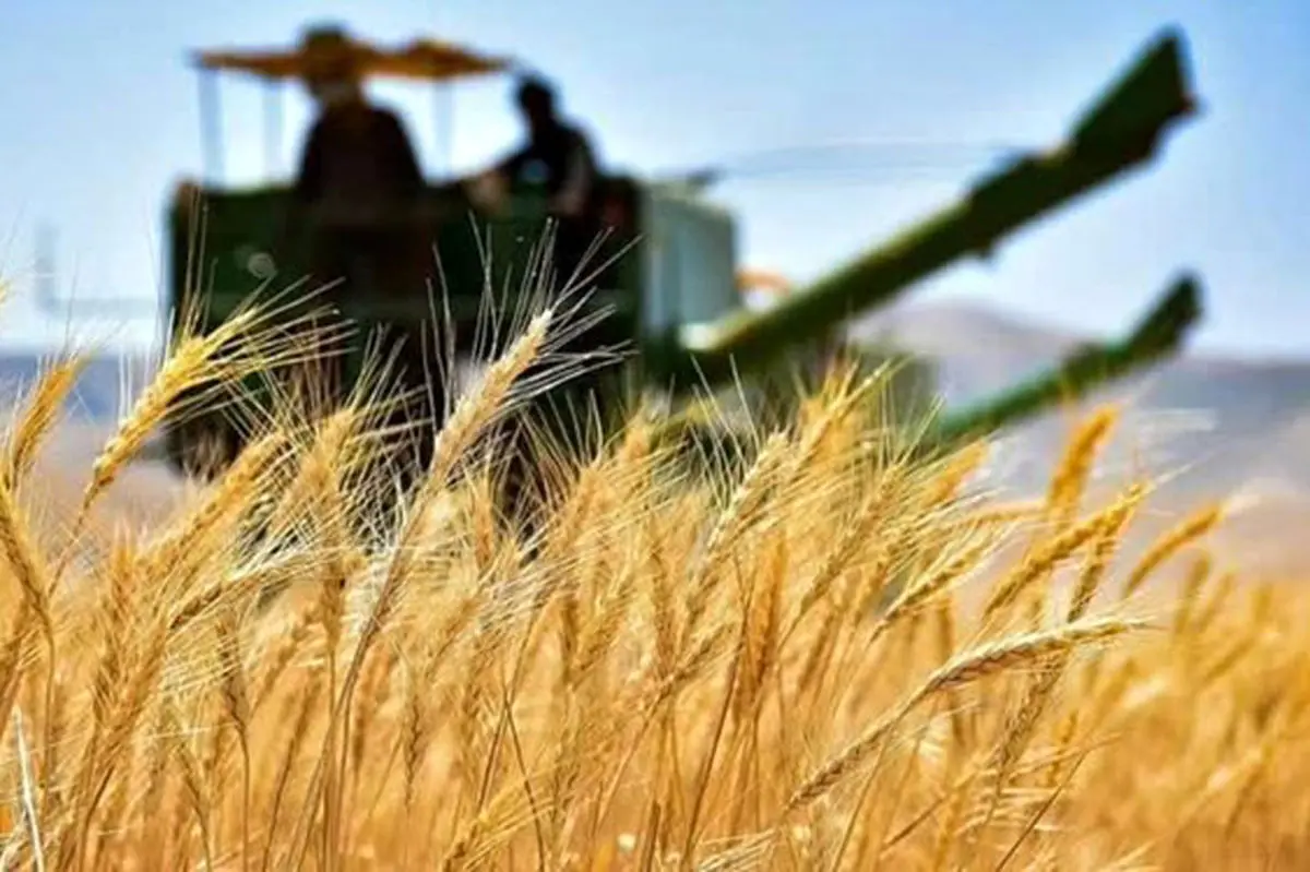 خرید بیش از ۳۵۰ هزار تن گندم در خوزستان خرید بیش از ۳۵۰ هزار تن گندم در خوزستان