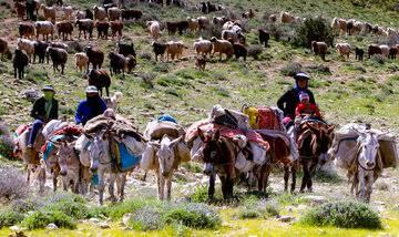 آغاز کوچ بهاره عشایر خراسان شمالی به مناطق ییلاقی آغاز کوچ بهاره عشایر خراسان شمالی به مناطق ییلاقی