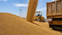 خرید تضمینی گندم در کردستان از مرز ۵۸۴ هزار تن گذشت