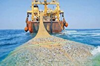 دریای بوشهر جای صید غیرمجاز نیست